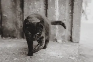 可爱猫咪猫猫摄影素材