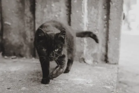可爱猫咪猫猫摄影素材 可爱猫咪猫猫摄影素材