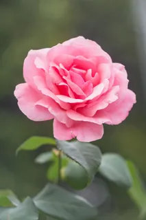 玫瑰花摄影图情人节玫瑰花配图图片 玫瑰花摄影图情人节玫瑰花配图图片
