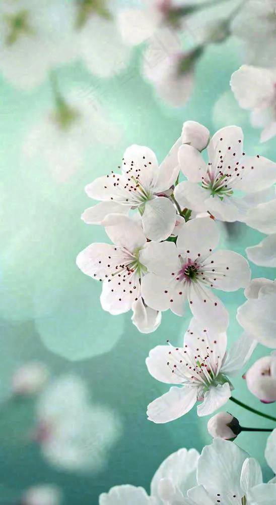 春天白色的樱花花朵开满枝头立春惊蛰春分摄影图(816x1488)