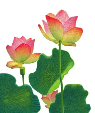 国潮荷花清新元素