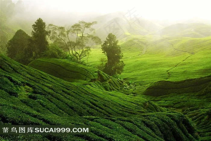 在大山里的茶叶种植园近景摄影高清图片