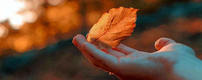 秋天手拿秋叶落日光照，温馨特写，立秋秋分摄影图(1728x688)