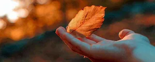 秋天手拿秋叶落日光照，温馨特写，立秋秋分摄影图