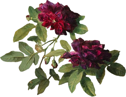 复古油画质感宫廷花卉植物花朵鲜花拼贴图案PNG免抠图片设计素材 复古油画质感宫廷花卉植物花朵鲜花拼贴图案PNG免抠图片设计素材