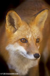 高清近景狐狸特写摄影图片