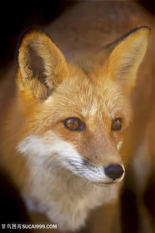 高清近景狐狸特写摄影图片