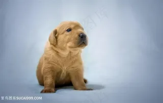 高清萌萌小拉布拉多狗狗图片