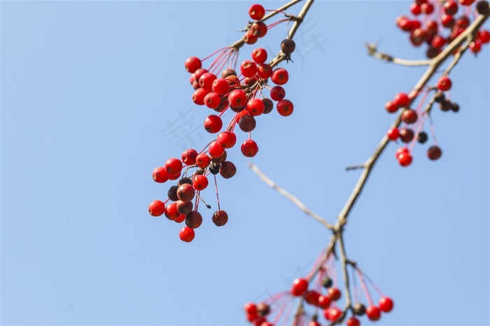 秋天唯美红色相思豆素材