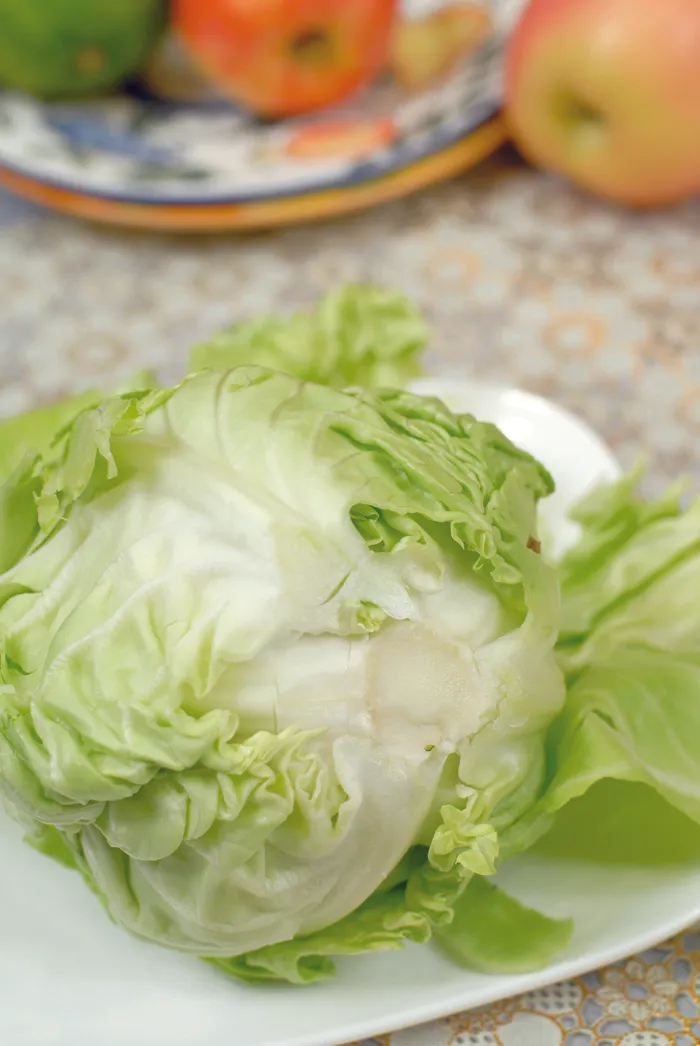    牛心菜