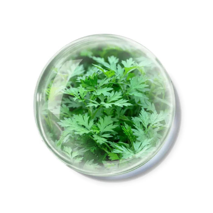 化妆品产品成分—艾叶 免抠图