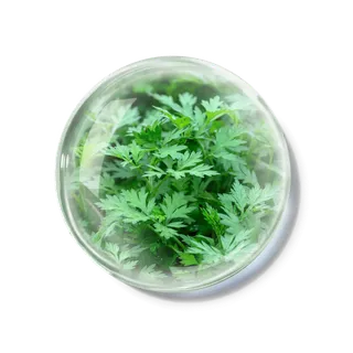 化妆品产品成分—艾叶 免抠图