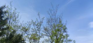 树木蓝天白云高清图片