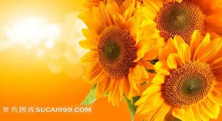 金黄色向日葵图片