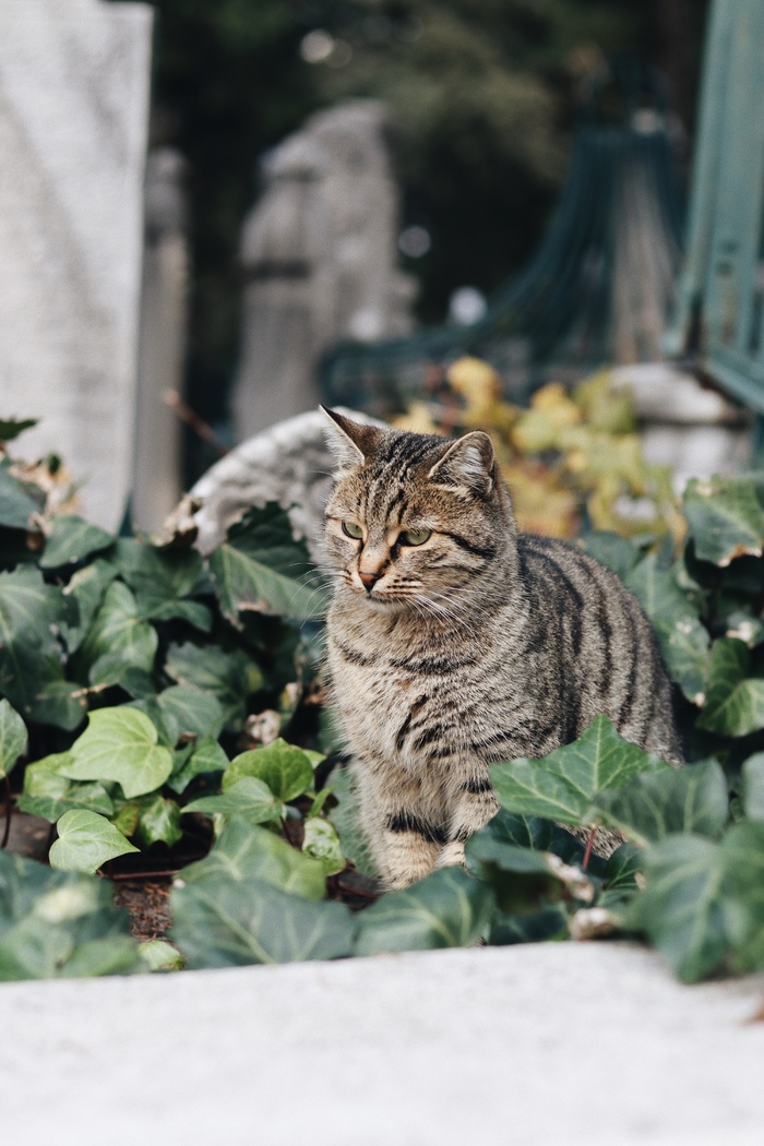 可爱猫咪猫猫摄影素材