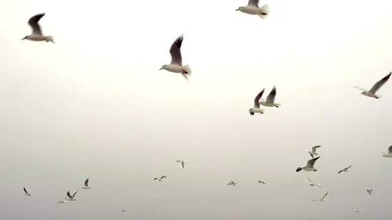 海鸥在晴朗的天空中飞翔