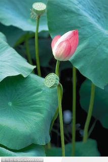 漂亮的荷花和莲蓬鲜花图片