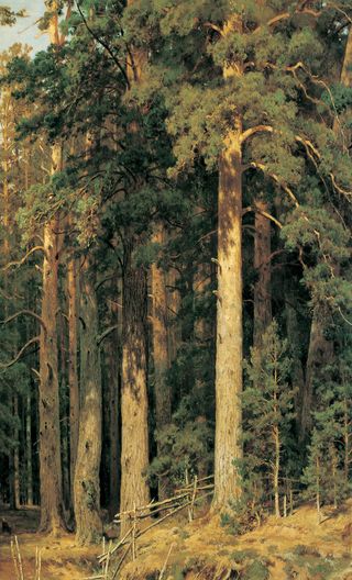 伊凡 伊凡诺维奇 希施金高清风景油画无框临摹装饰画大图喷绘素材