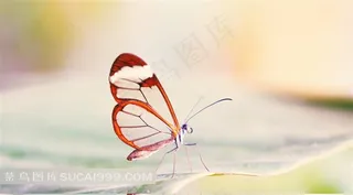 漂亮的透明翅膀蝴蝶图片
