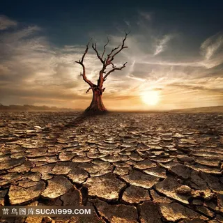 广袤的干涸土地上的枯树风景图片 广袤的干涸土地上的枯树风景图片