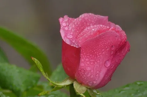 玫瑰花苞水珠图片 玫瑰花苞水珠图片
