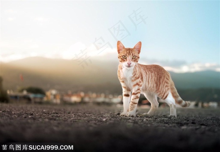 中华田园小猫咪图片