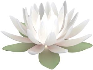 莲花 PNG免抠(300x228)