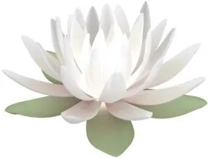 莲花 PNG免抠(300x228)