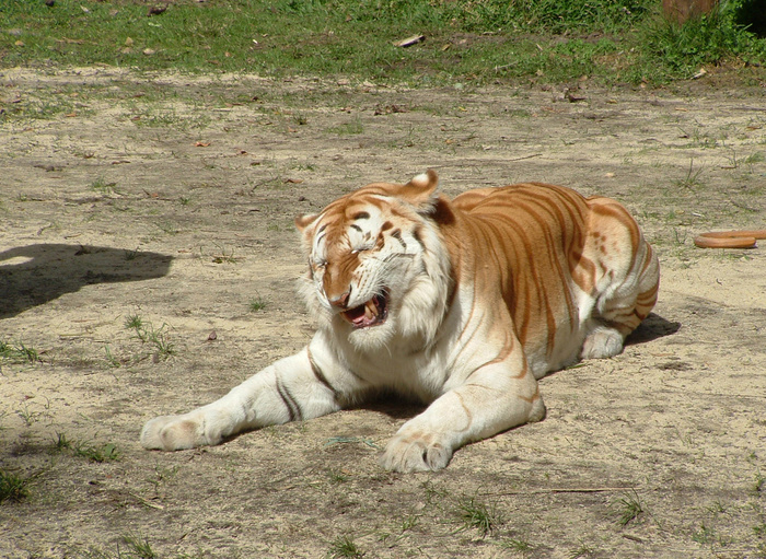 老虎动物园百兽之王虎王野生老虎动物