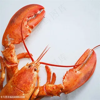 特写大龙虾图片 特写大龙虾图片