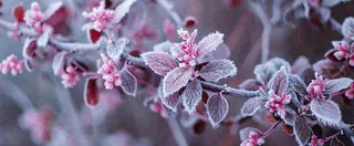 冬天冬季树枝雪景唯美浪漫大雪小雪结冰摄影图