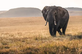 草原象摄影图片