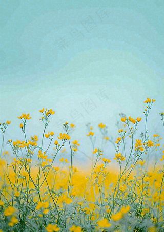 春天花海小黄花清新鲜花，蓝天春分