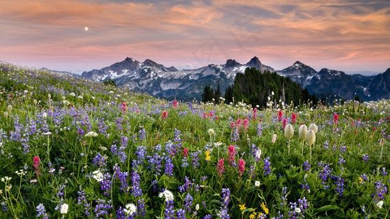 远处是雪山近处是花