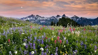 远处是雪山近处是花