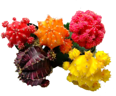 仙人球现代农业