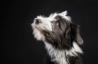 高清雪纳瑞狗狗图片