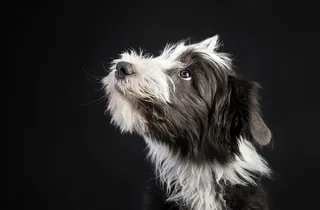 高清雪纳瑞狗狗图片