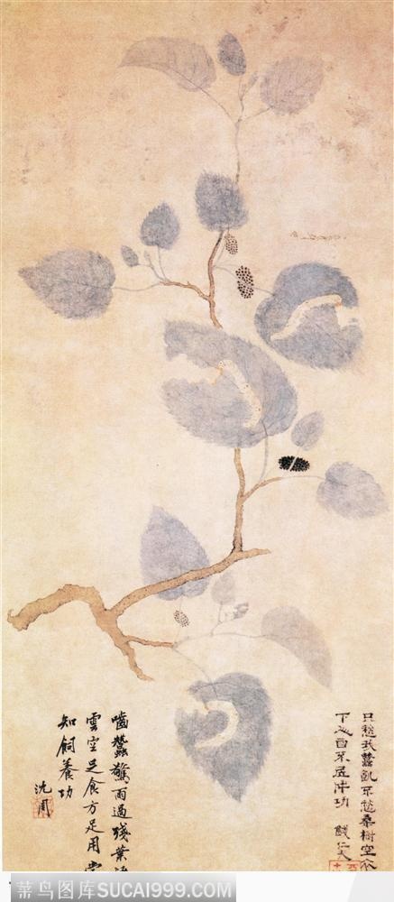 花鸟篇-桑葚