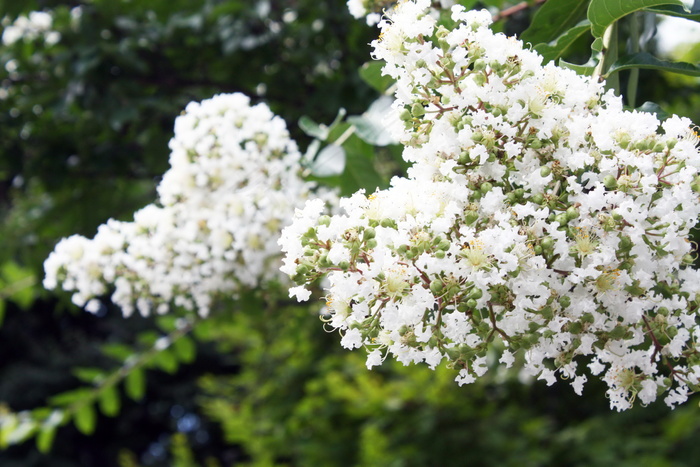 白色草本花朵图片