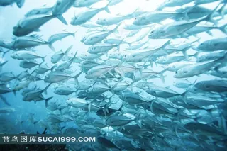 海底鱼群图片