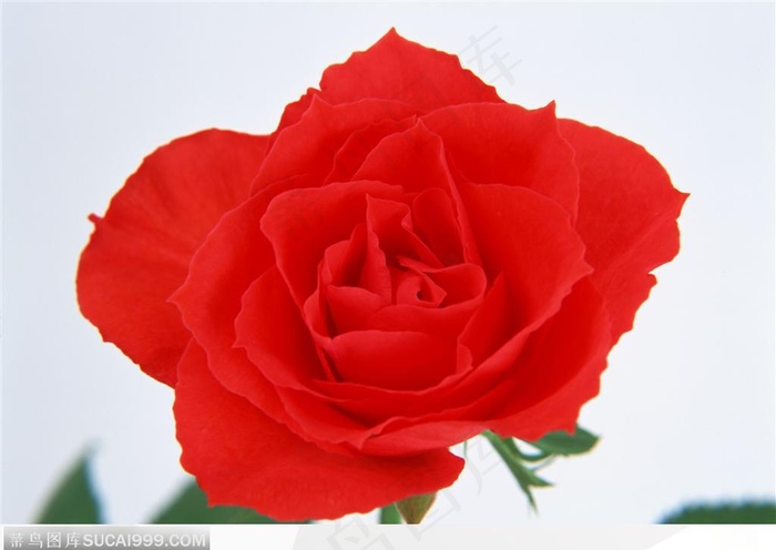 玫瑰花物语-一朵盛开的玫瑰