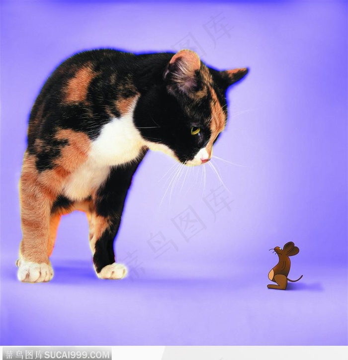 宠物猫（以大欺小）