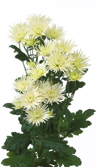 花饰和花束 免抠