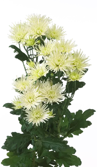 花饰和花束 免抠