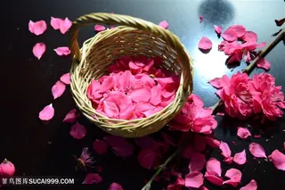 高清唯美粉色桃花花瓣图片