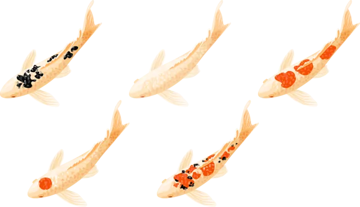 锦鲤图片PNG
