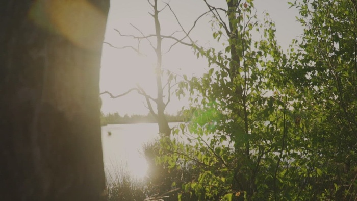 宁静森林中的美丽湖泊