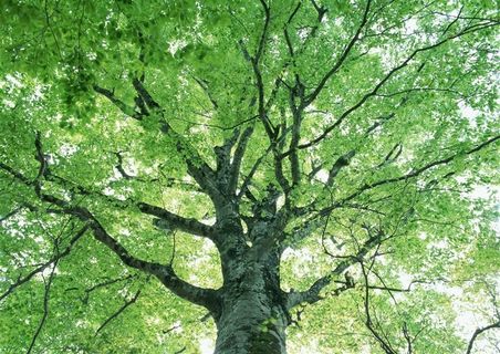 森林树木风景摄影摄影图片