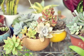 夏天的天台植物